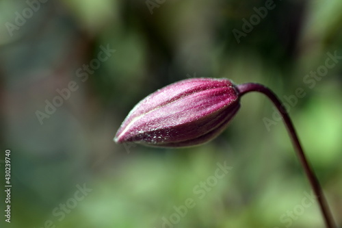 Knospe einer Bergwaldrebe photo