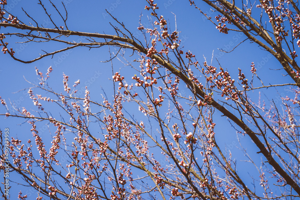 Fototapeta premium Beautiful pink peach tree flowers, opening and closed buds in blossom with deep colorful blue sky in early spring. Parts of the image are blurred due to shallow depth of field and large focal length