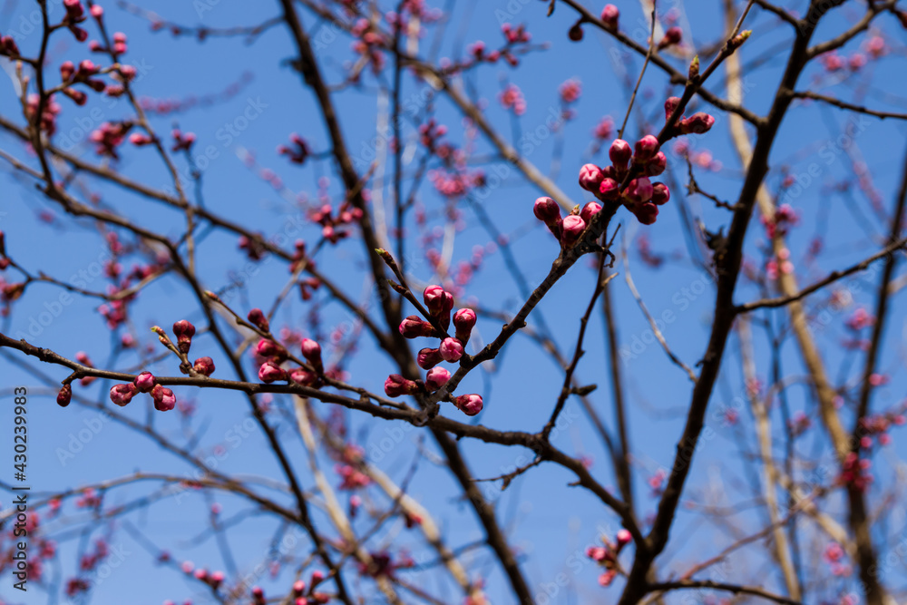 Beautiful pink peach tree flowers, opening and closed buds in bl Beautiful pink peach tree flowers, opening and closed buds in bl
