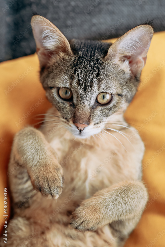 Cute Abyssinian kitten looking in the camera on bright yellow background