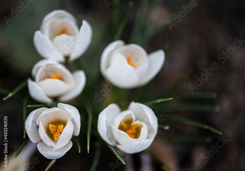 White spring flowers