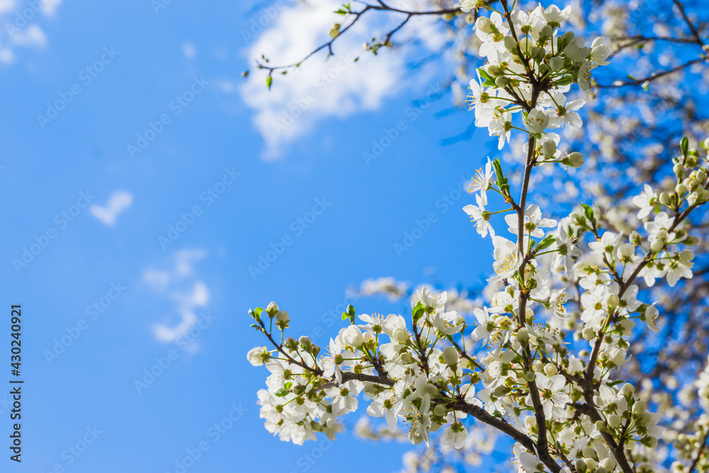 Spring white cherry blossom against blue sky. Spring cherry blossoms on blue background for postcard or banner. Beautiful floral spring abstract background of nature Spring white cherry blossom against blue sky. Spring cherry blossoms on blue background for postcard or banner. Beautiful floral spring abstract background of nature