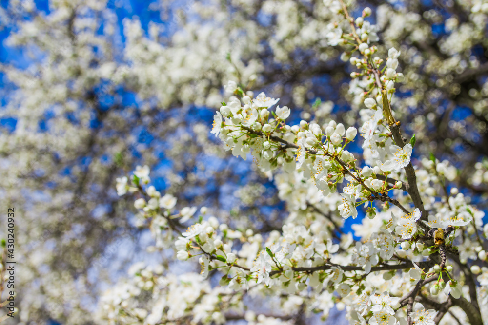 Spring white cherry blossom with soft focus. Spring cherry blossoms on blue background for postcard or banner. Beautiful floral spring abstract background of nature Spring white cherry blossom with soft focus. Spring cherry blossoms on blue background for postcard or banner. Beautiful floral spring abstract background of nature