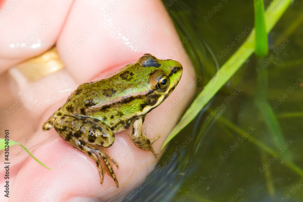 Obraz premium The marsh frog (lat. Pelophylax ridibundus), of the family Ranidae.