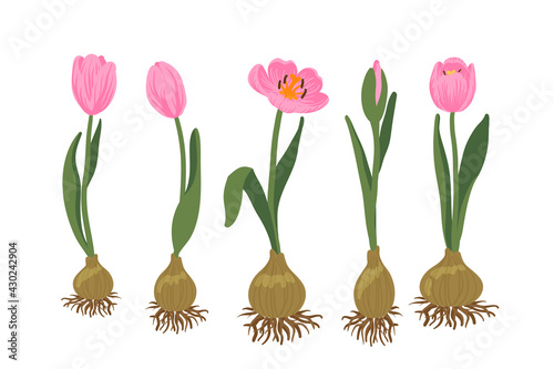 Set of pink tulips and flower buds, leaves blooming bulbous plant with root. Floral elements collection on white background. Delicate primroses for greeting cards for Mother's Day, Women's Day, Easter