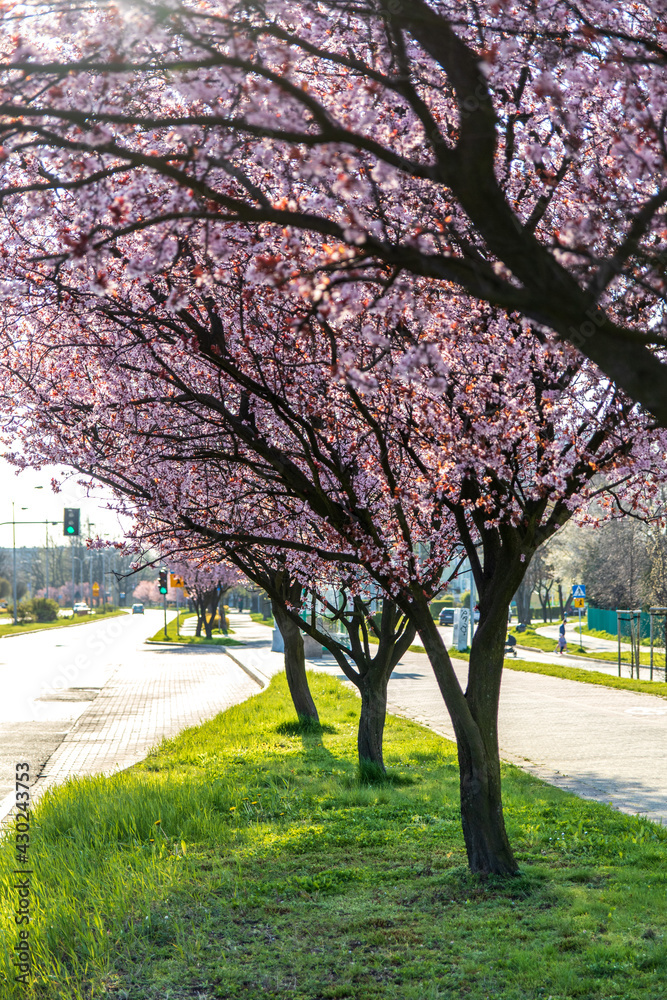 Obraz premium Spring signs as flowering beautiful tree in bright sun shooted in Jastrzebie-Zdroj, Poland
