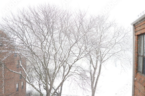 snow, trees, winter, snowing © Ethan