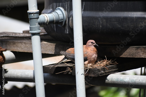 bird on a fence