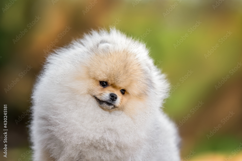 close up portrait of a pomeranian spitz puppy outdoors in summer