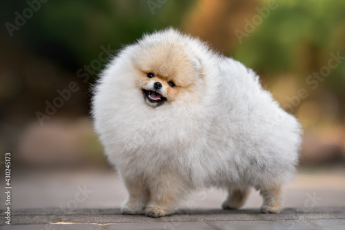 young happy pomeranian spitz dog standing outdoors