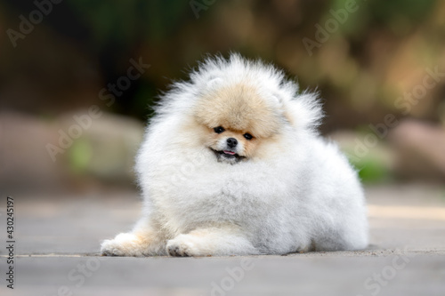Fototapeta Naklejka Na Ścianę i Meble -  happy pomeranian spitz dog resting outdoors