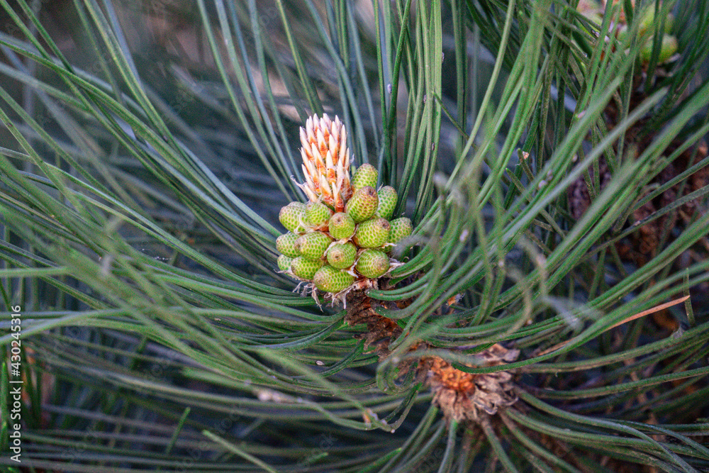 a cedar branch with yellow inflorescences inside pale green young needles. a cedar branch with yellow inflorescences inside pale green young needles.