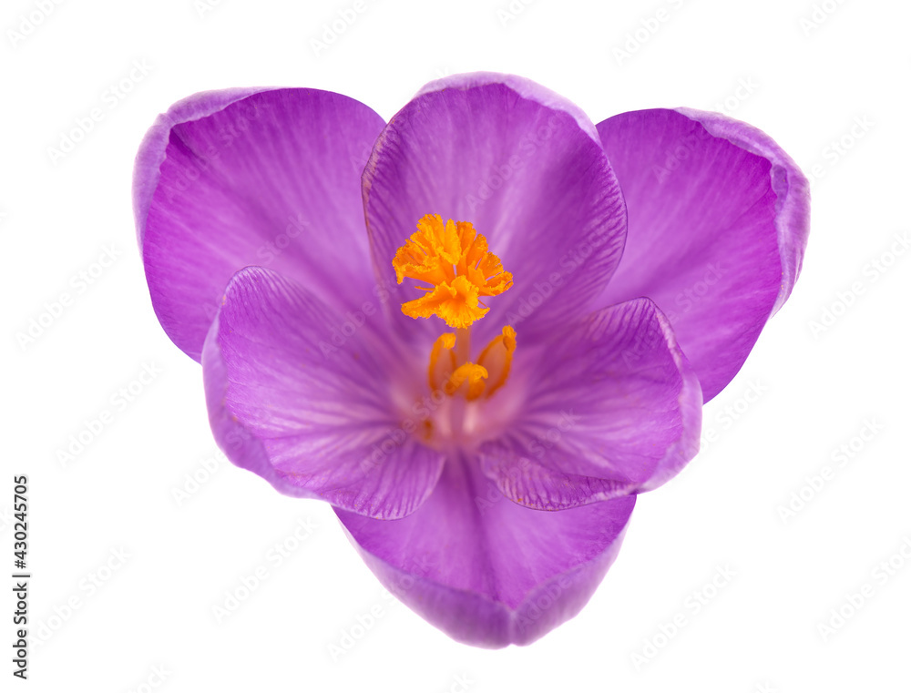 Crocus flower isolated on white background. Close up of saffron flower. Top view.