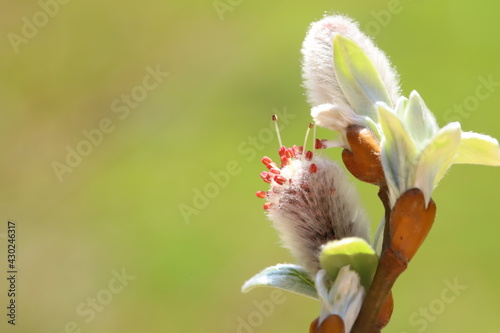 Salix bud