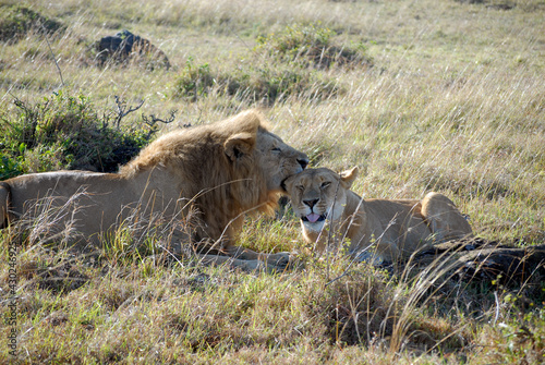 Feline love in Masai Mara, kenya
