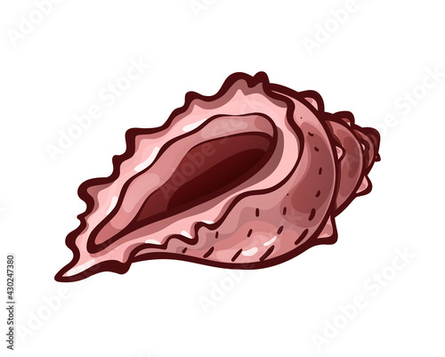 Empty common sea shell. Marine animal, underwater
