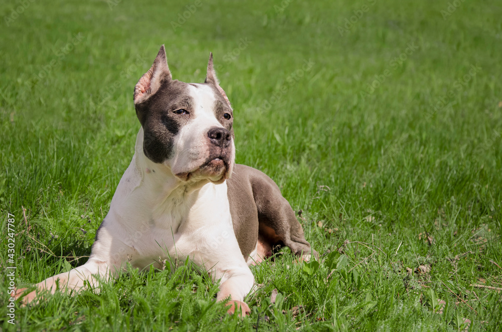 Amstaff resting in a clearing