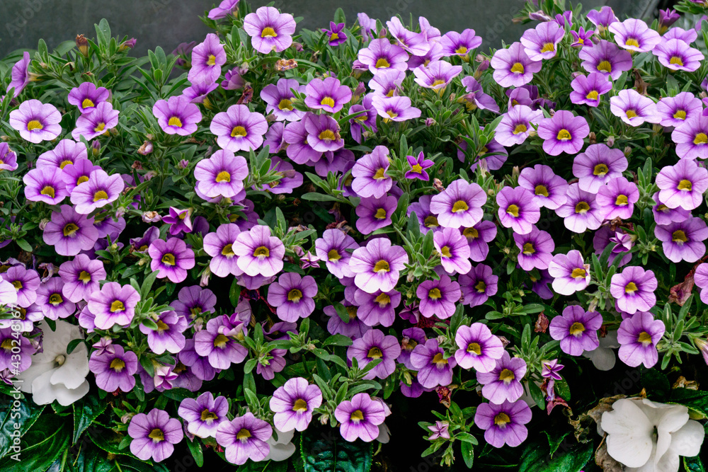 Background from miniature petunias with delicate purple flowers. Background from miniature petunias with delicate purple flowers.