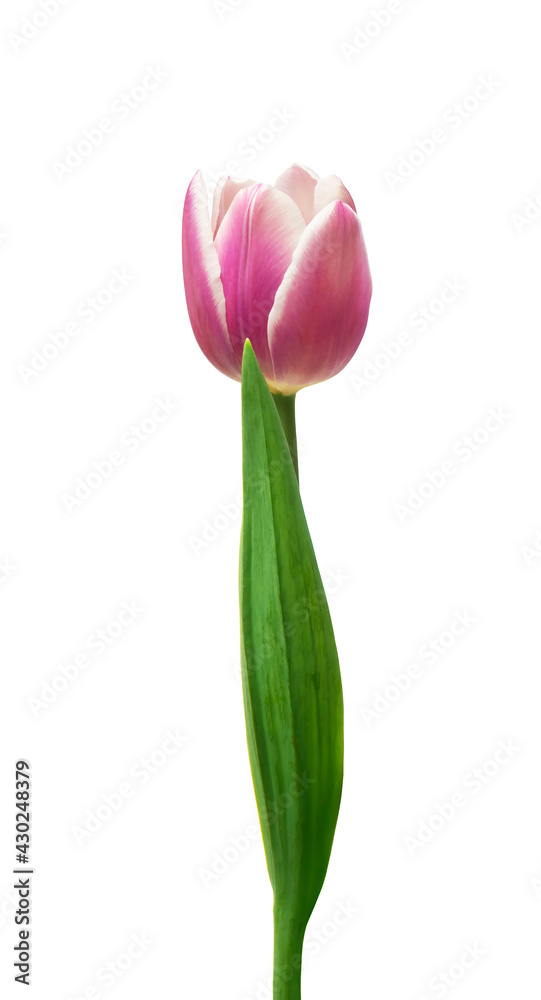purple tulips isolated on white background purple tulips isolated on white background