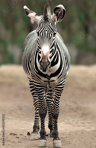 Zebra Isolated Outdoors Onto a Shallow Depth of Field