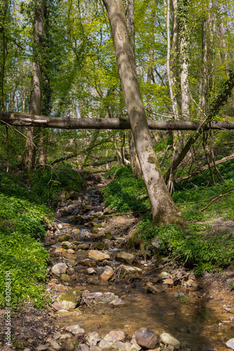 Adventurous natural hiking path in the forest alongside a stream with a crossing in South Limburg near Elsloo