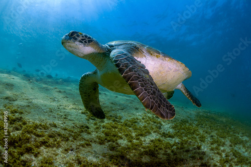green sea turtle © Marcelo