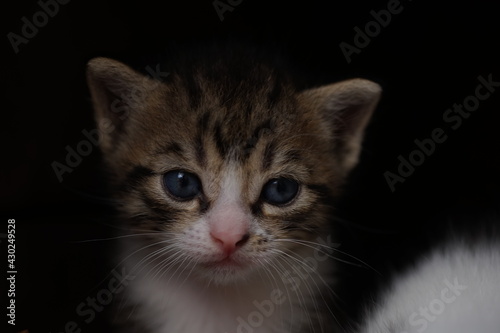 small tabby baby kitten closeup portrait in black room © Omega