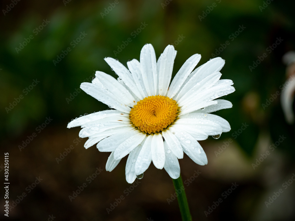 Fototapeta premium Oxeye Daisy, Dog Daisy or Marguerite (Leucanthemum vulgare) is the Beautiful and Simple Flower with White Petals and Yellow Center in the Middle of a Garden Wet with Dew