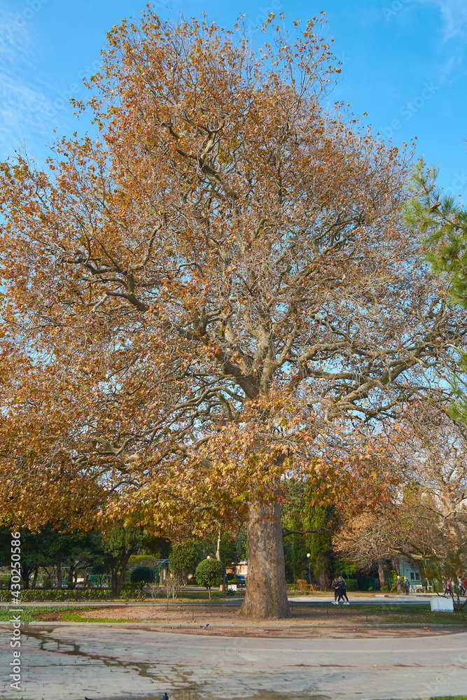 huge old tree in autumn park