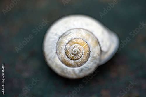 snail shell on a stone, nacka, sverige, stockholm, sweden