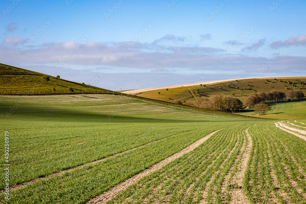 A Rural View in the South Downs