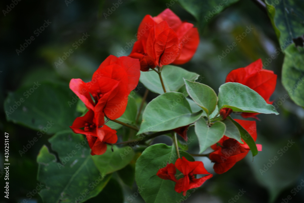 Red flowers at the edge of a pond