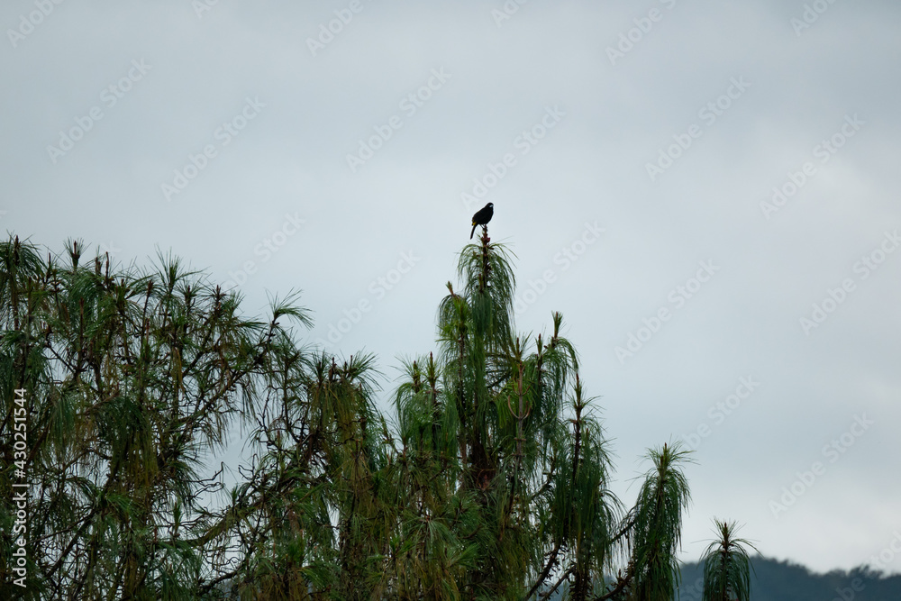 The Flame-Rumped Tanager (Ramphocelus flammigerus) Standing on a Top of the Tree with the Cloudy Sky in the Background