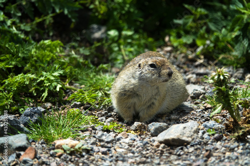 Caucasian Mountain ground squirrel (Spermophilus musicus) tunneling animal in mountain meadows. Caucasus, Carriers of infectious diseases (plague spot), pest of pastures, however, what cute animal photo