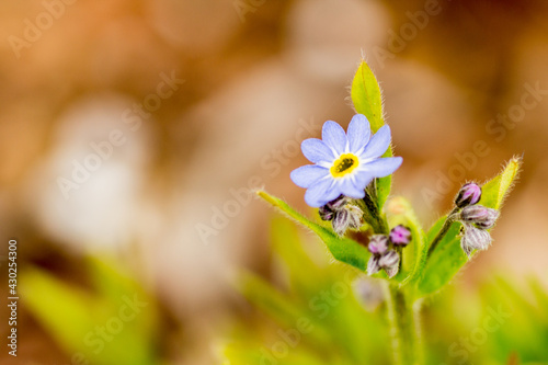 spring flowers in the forest 