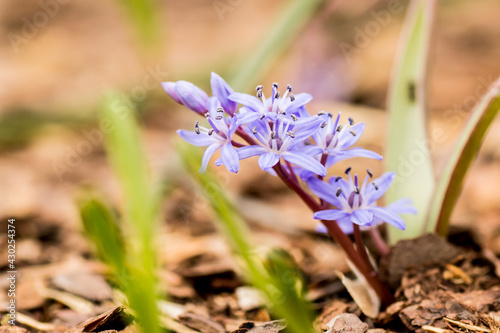 spring flowers in the garden