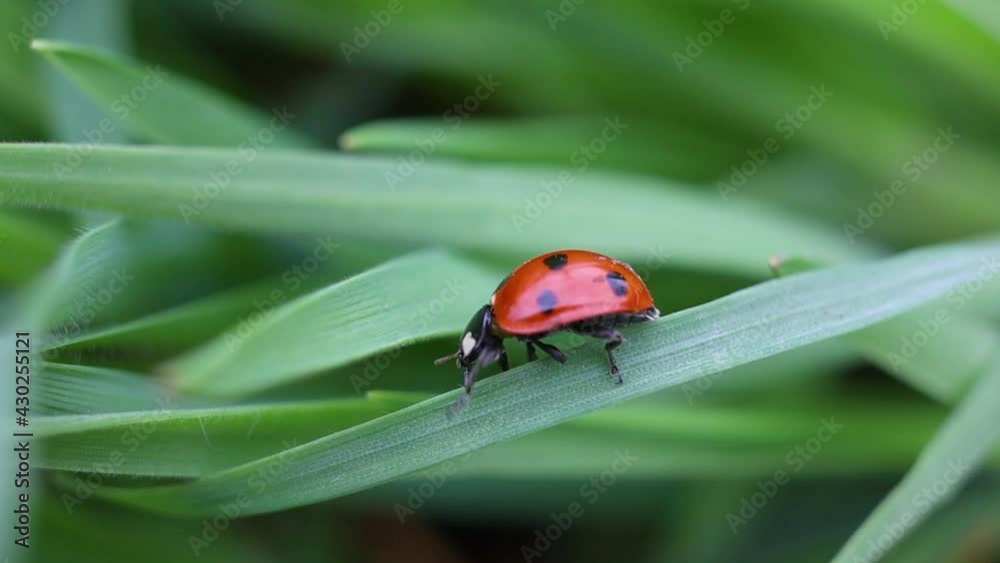 Red and black ladybug insect crawling on fresh spring summer grass macro close up, selective focus