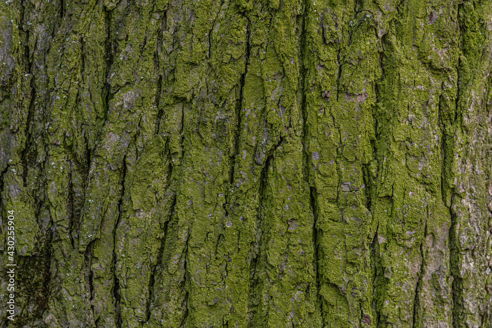 abstract background of moss covered tree trunk close up abstract background of moss covered tree trunk close up