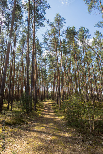 Ścieżka leśna w parku krajobrazowym Dolina Jezierzycy photo