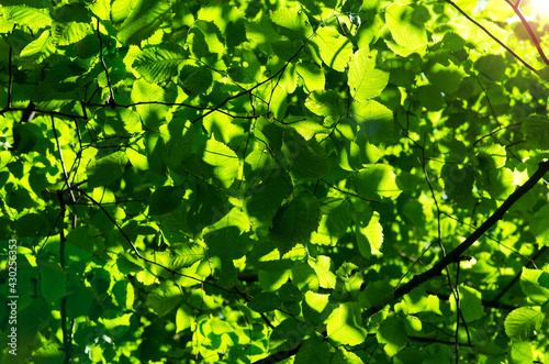 green leaves in the sun tree branches foliage natural background