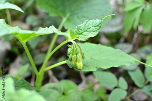 In spring, symphytum cordatum grows in the forest photo