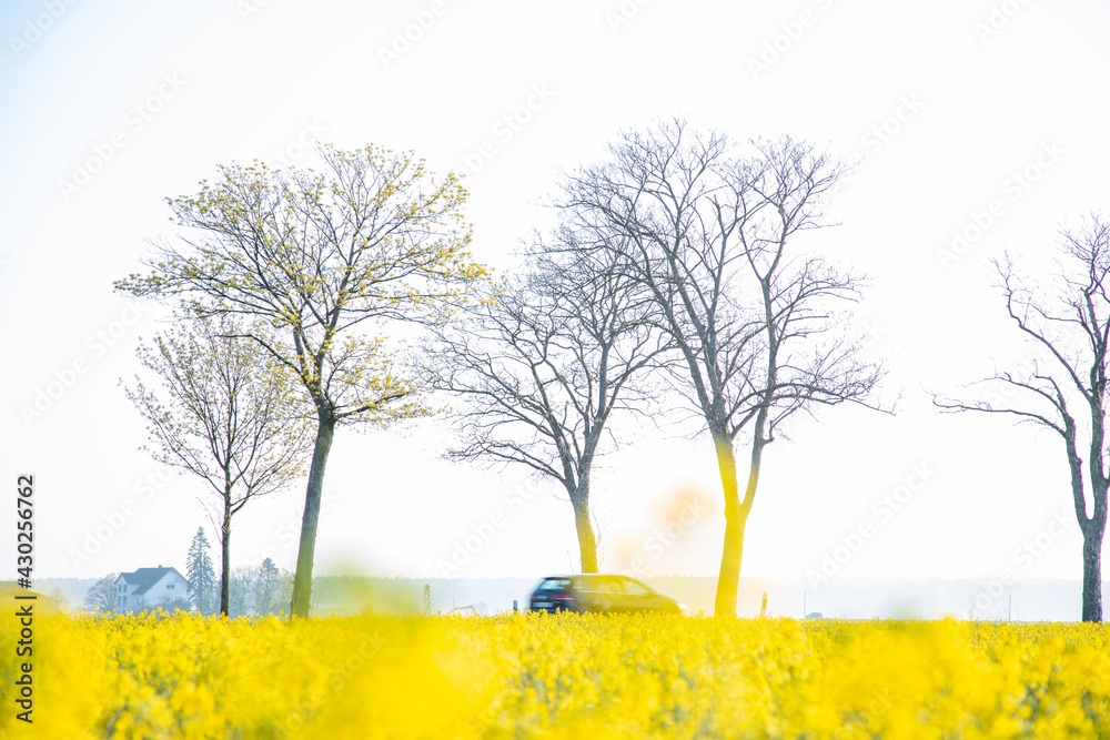 Brassica napus, flowering field of rapeseed, row of trees and a car in the background