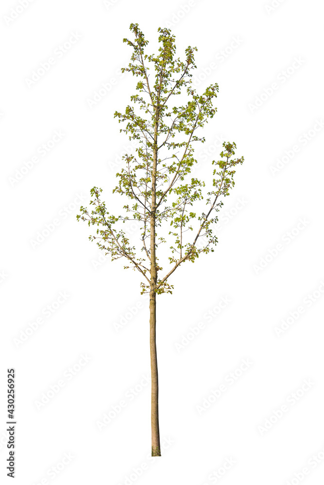 Deciduous tree during spring, cut out tree isolated on white background