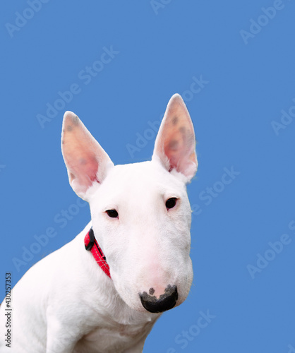 Bull Terrier on a blue background