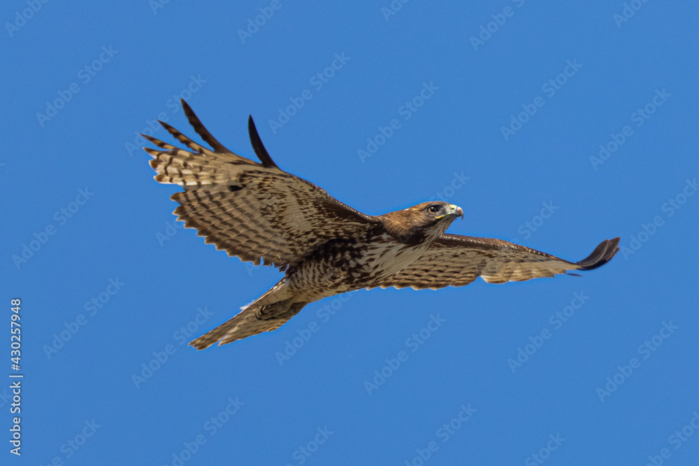 Fototapeta premium red-tailed hawk flying in beautiful light , seen in the wild in North California 