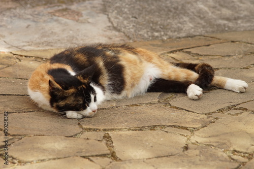 Pregnant cat maneki neko sleeping outdoors on a warm spring day.