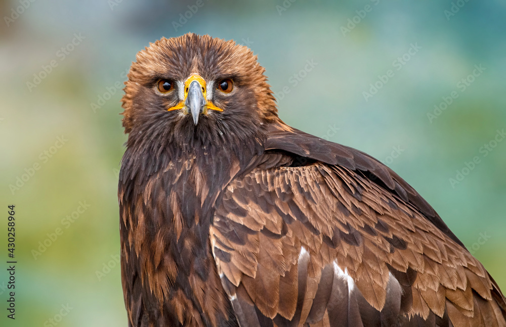Obraz premium portrait of a Golden Eagle