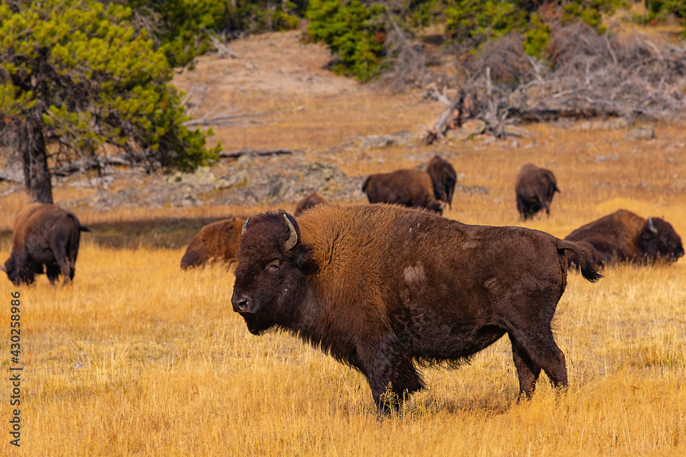 Bison at Yellowstone