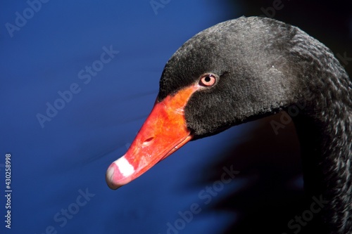 Fototapeta Naklejka Na Ścianę i Meble -  black swan portrait