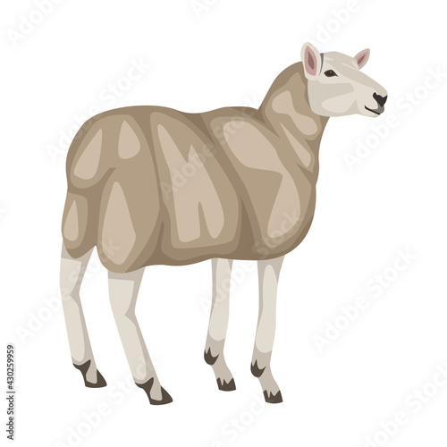 sheep farm animal
